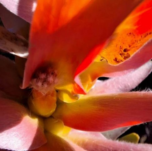 Mimetes cucullatus hairy start